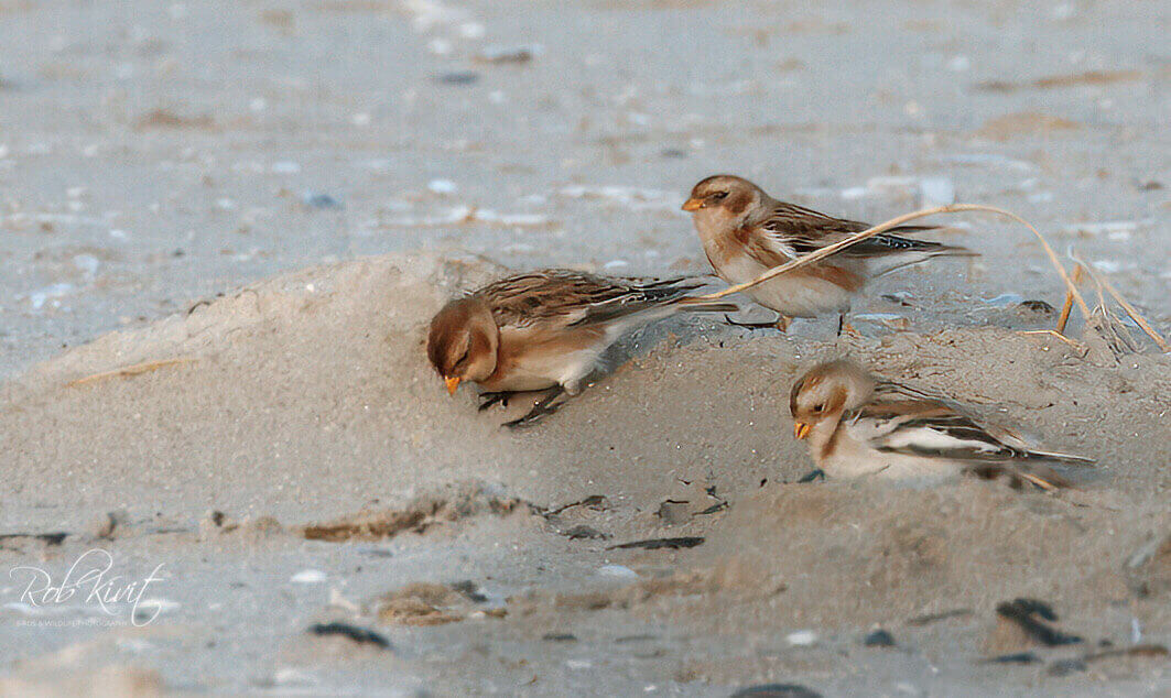 Sneeuwgorzen bij de Zuidpier IJmuiden